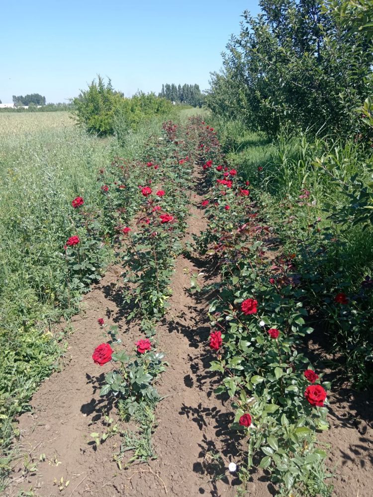 Atirgul g’uncha va kochatlar bor xar xil sortidan