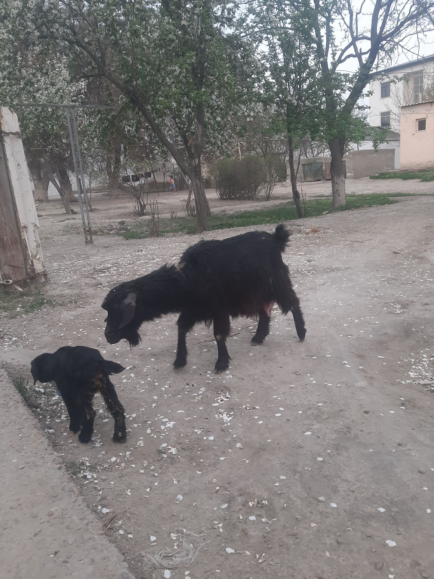 Echki ona bola sotiladi