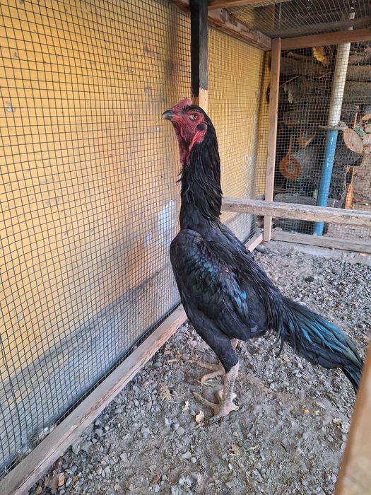 Зотли дакан жужа хуроз сотилади.