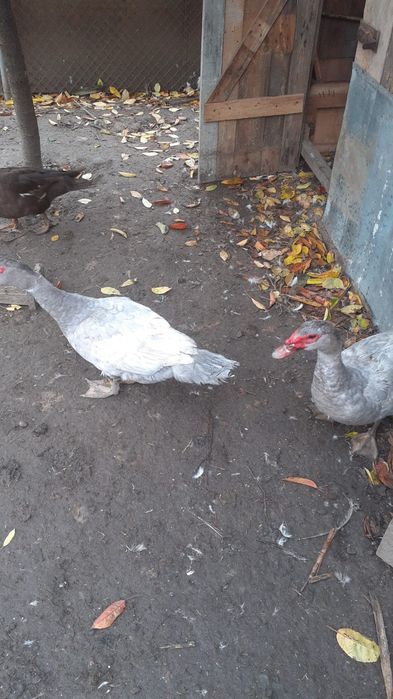 Rațe lesesti de vânzare.