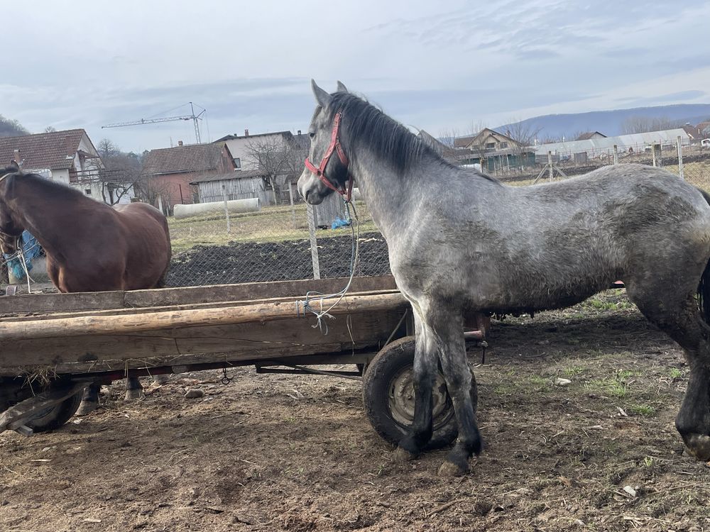 Vand manz rosu si manza sura