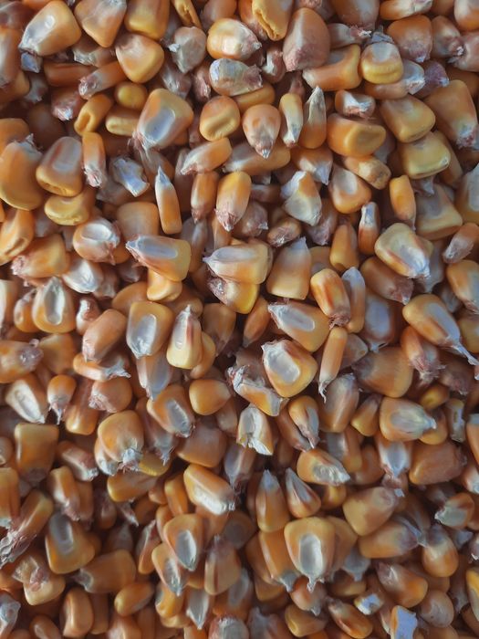 Vând porumb românesc.