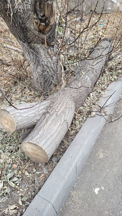 Дрова для топки печей, деревья спилили и бросили, заберите кто нибудь