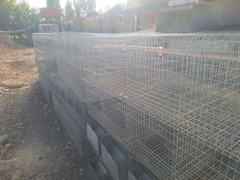 Quyon setka kormushka bolaxonasi bilan