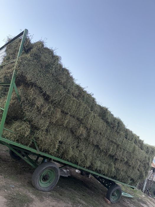 Vand 300 baloti lucerna