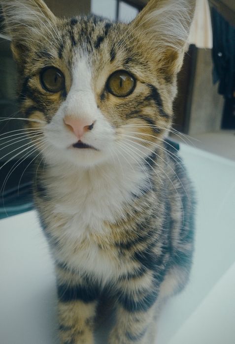 Мушук текинга бервораман