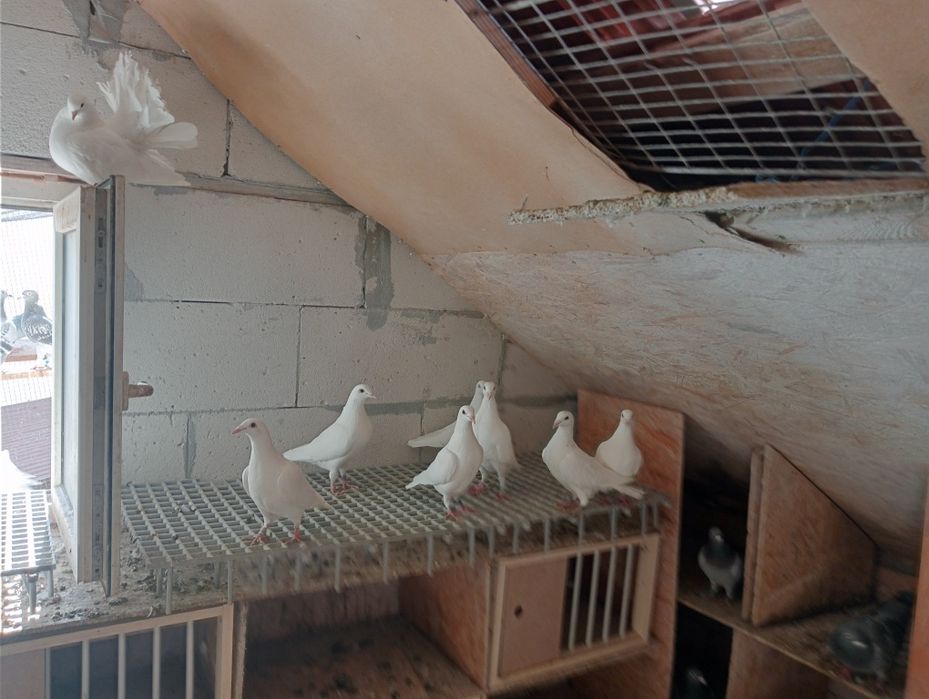 Porumbei voiajori albi,mulemanssi voltați