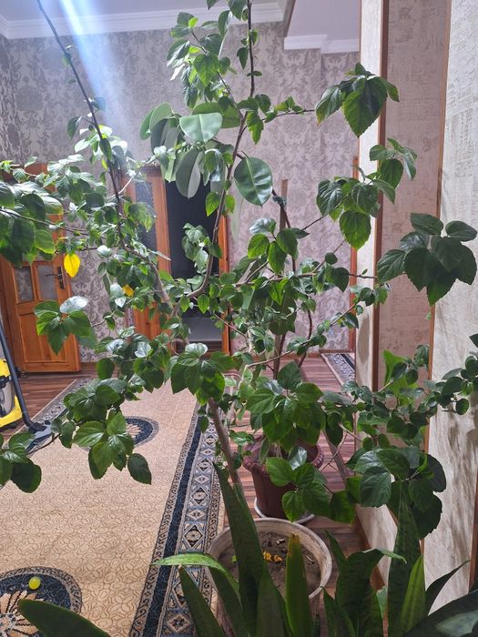 Китайская роза .