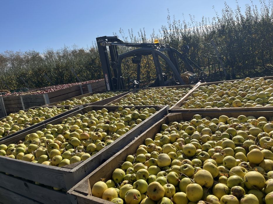 Mere pentru suc ,golden(scuturate de pe pom)