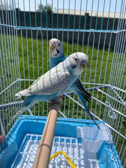 Продам пара попугай с клеткой