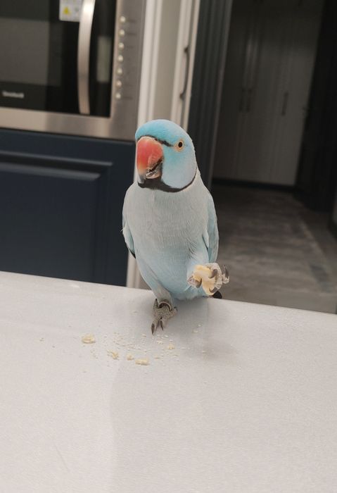 Попугай Polly ищет новых хозяев