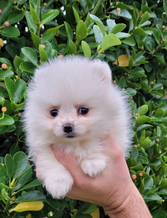 Померан-мини шпиц !!!