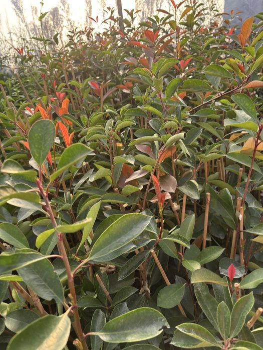 Photinia gard viu
