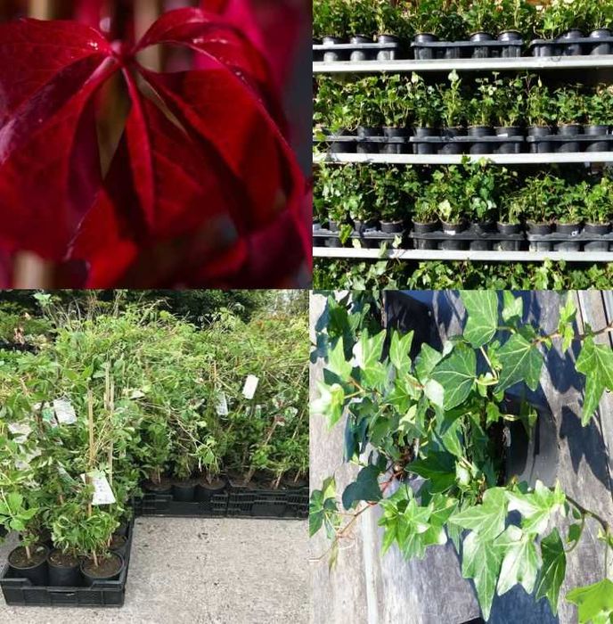 Vita de Canada (Parthenocissus quinquefolia) +iedera oferta 100 buc