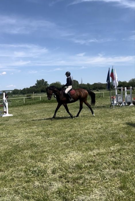 Cal de agrement sau pentru sarituri