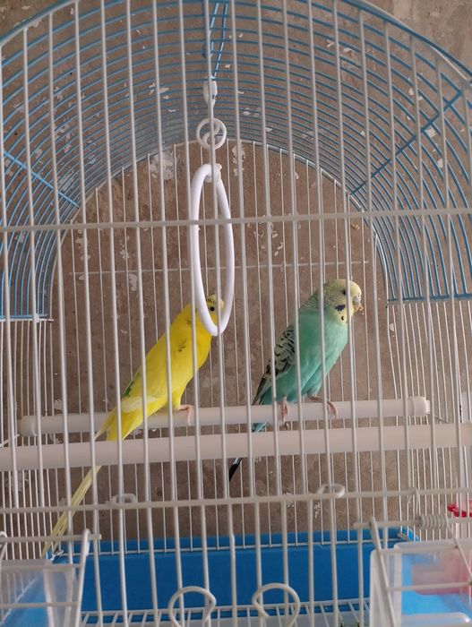 Продам попугаев с клеткай