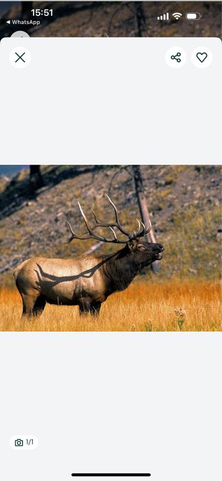 Продам свежее мясо оленя