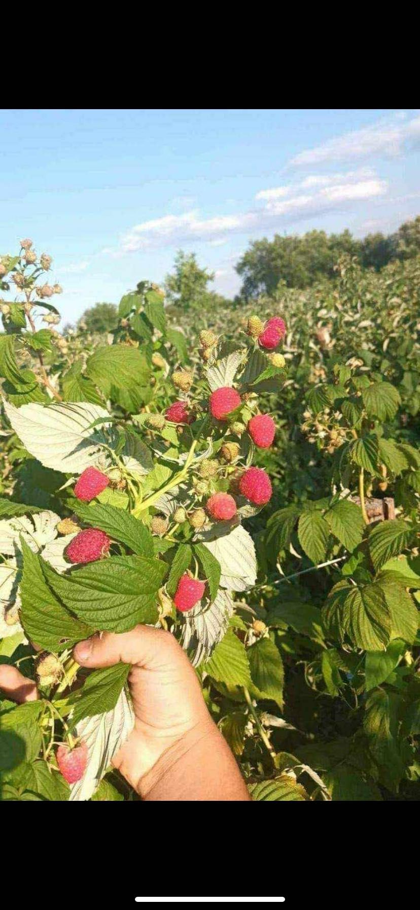 Продавм расът корени. От ягоди и малини
