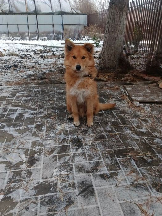 Отдам в хорошие руки щенка