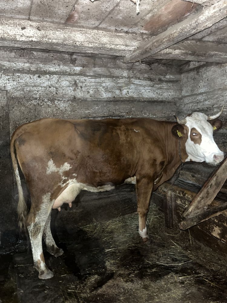 Vaca de 4 ani buna de lapte