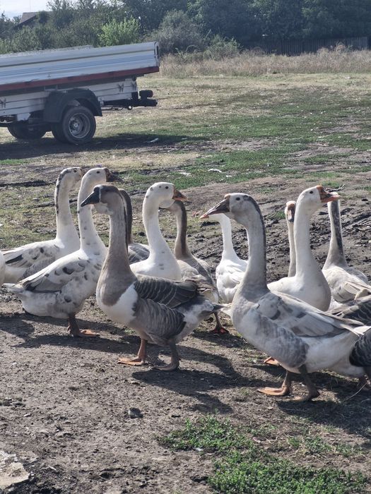 Vând gâște lesesti