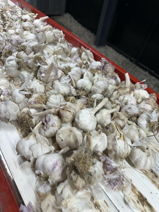 Certeficat de calitate usturoi si arpahic  pentru plantat