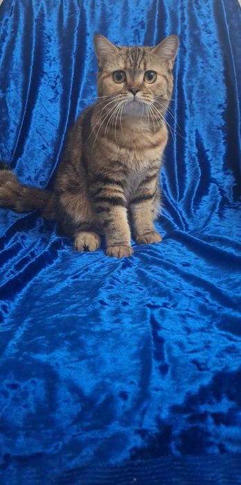 Котята Продам девочку шотландскую скотиш страйт,