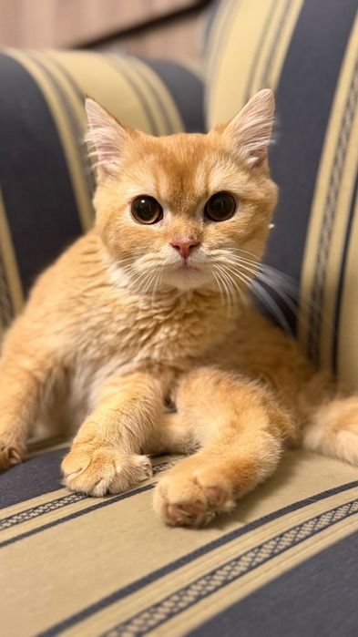 Motan British Shorthair Golden