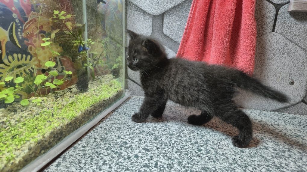 Отдам котёнка девочку