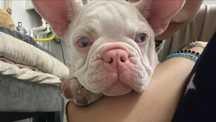 Bulldog Francez platinum merle