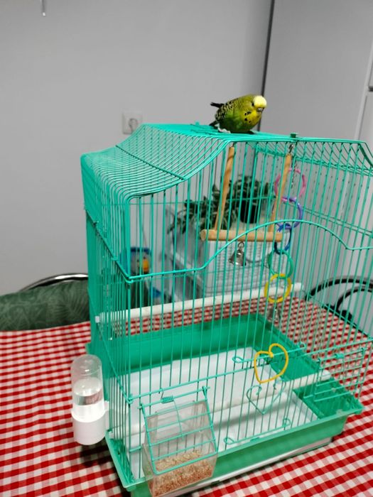 Vand peruș.          .