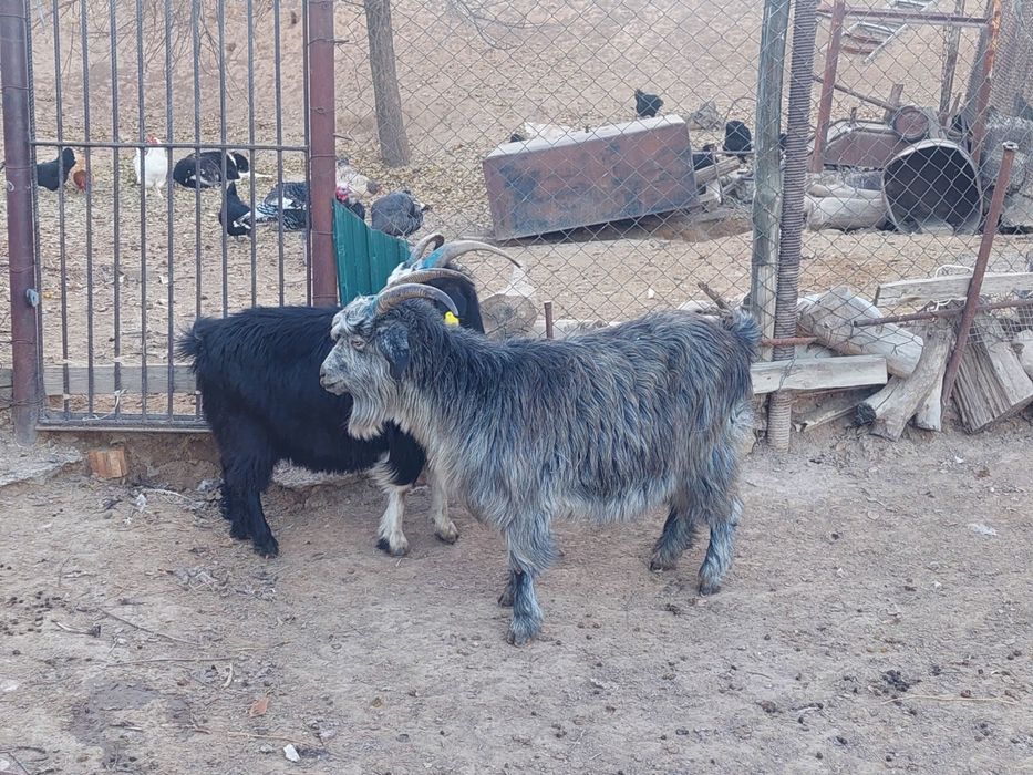 Семіз жем жеп тұрған бойдақ ешкілер сатылады