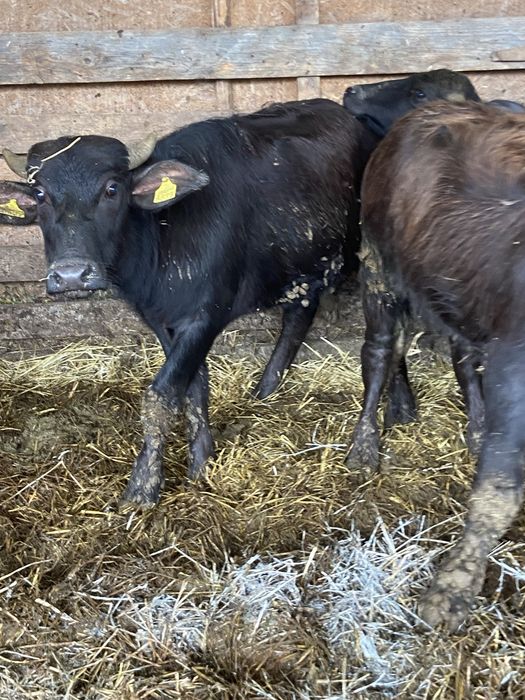 Vand puice de bivol si taurasi provenienta brasov