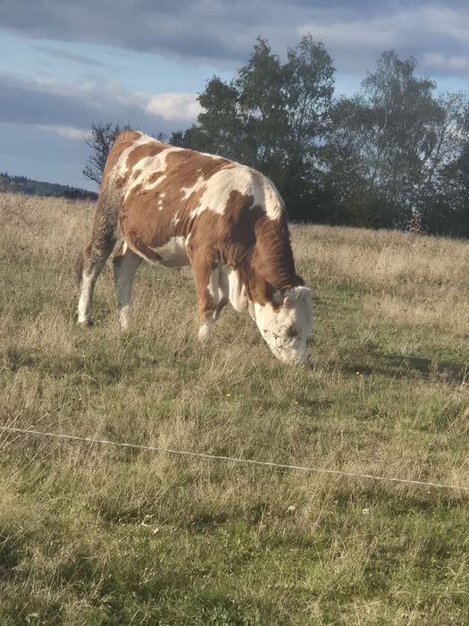 Junininca de vanzare