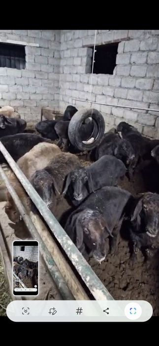 Тоқты қошқар токты кошкар