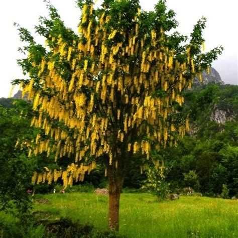 Salcam galben arbori de matase