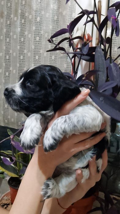 Продаю щенков Русского Спаниеля!!!