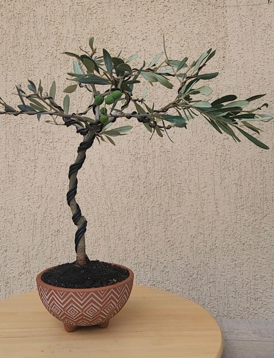 Bonsai Olea Europaea ( Maslin)