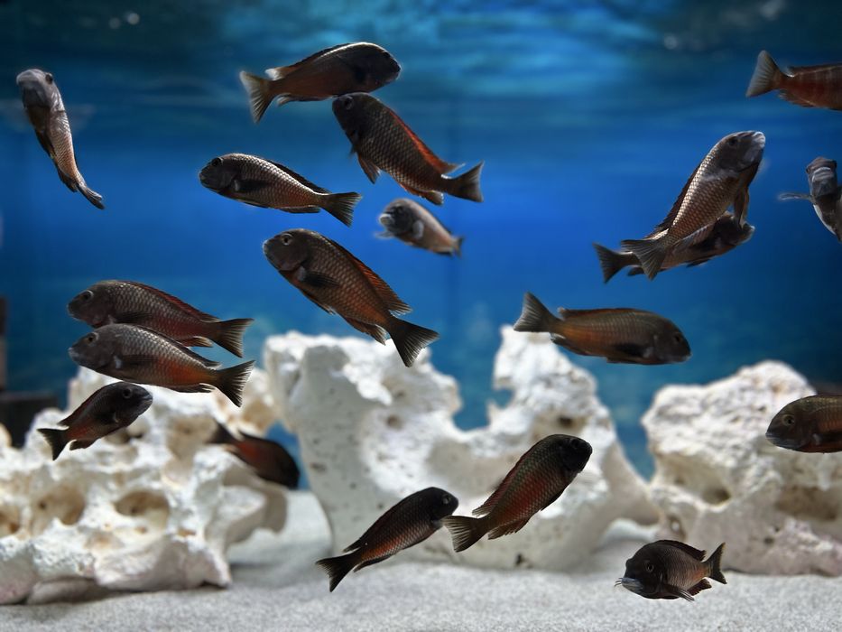 Tropheus ciclide africane