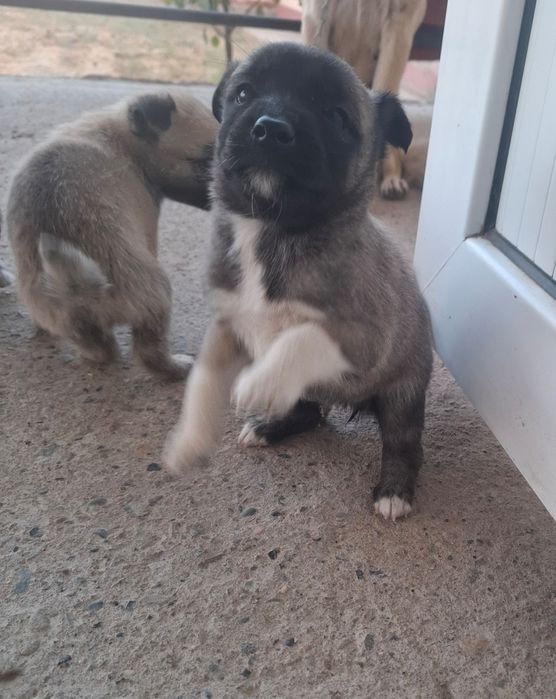 Щенята отдадим только в добрые руки!