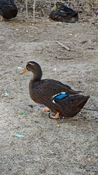 Rățoi Rouen rasă pură