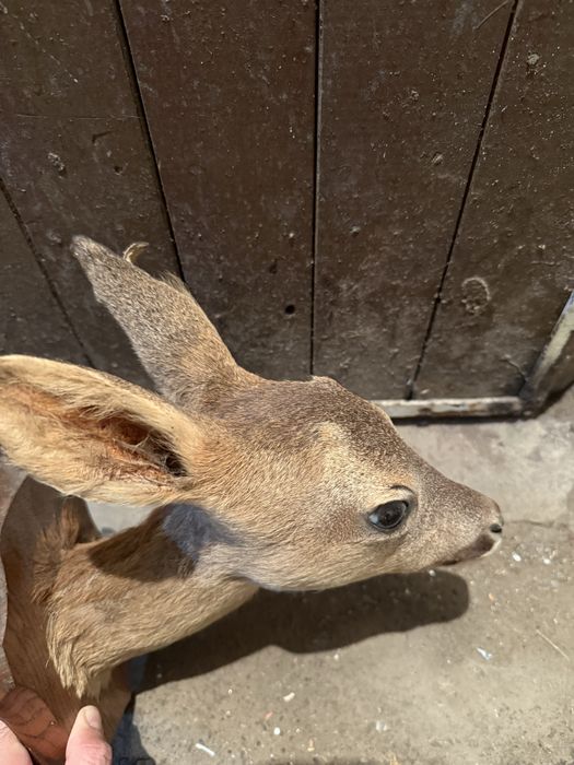 Продавам препарирана сърна