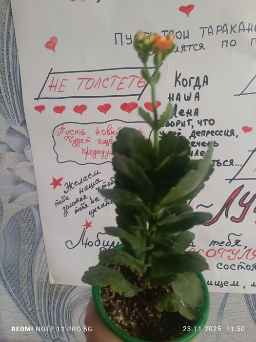 Продам каланхоэ декоративное оранжевого цвета