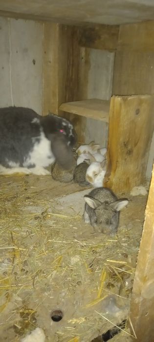 Iepurași de vânzare