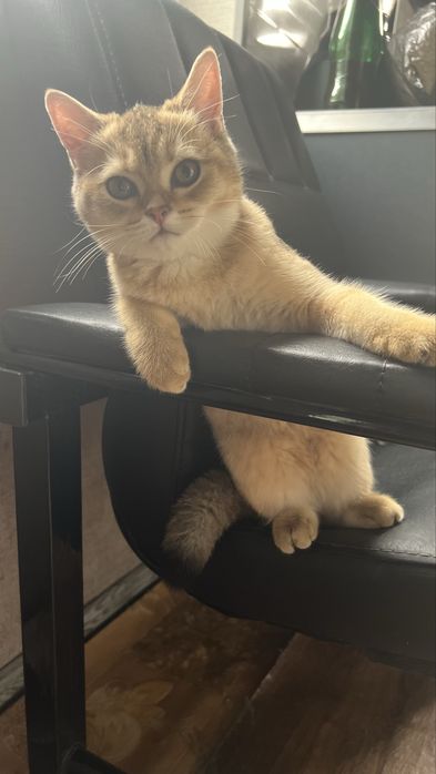 Продаются котята породы скотиш страйт шиншила в возрасте 4 месяца