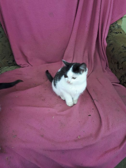 Pui de pisică, drăgălași, mama foarte bună la prinderea șoarecilor