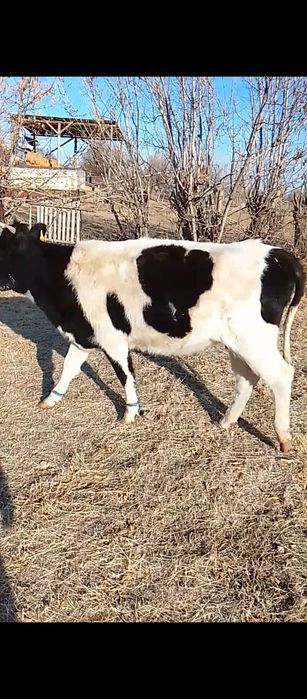 Кунажын сатылады