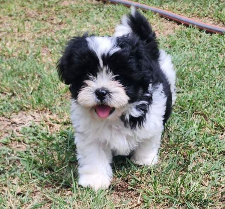 Bichon havanez fetiță 550 lei