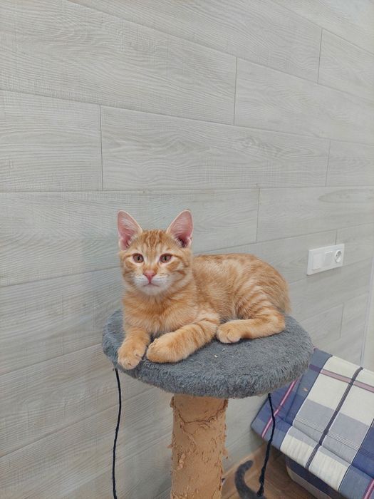 Котенок мальчик Ташкент