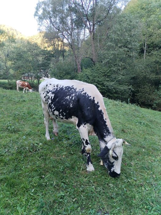 De vânzare.Vaca gestantă